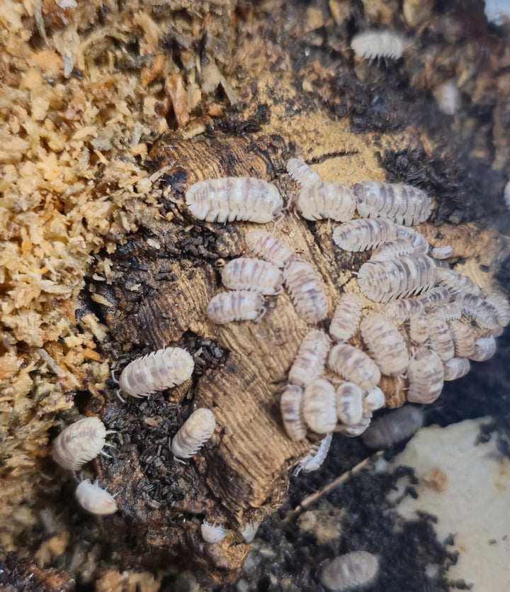 A cluster of Armadillidium espanyoli &