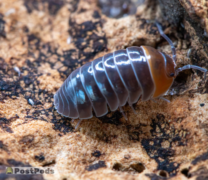 isopod that has a black glossy body with a dark orange head segment with black eyes