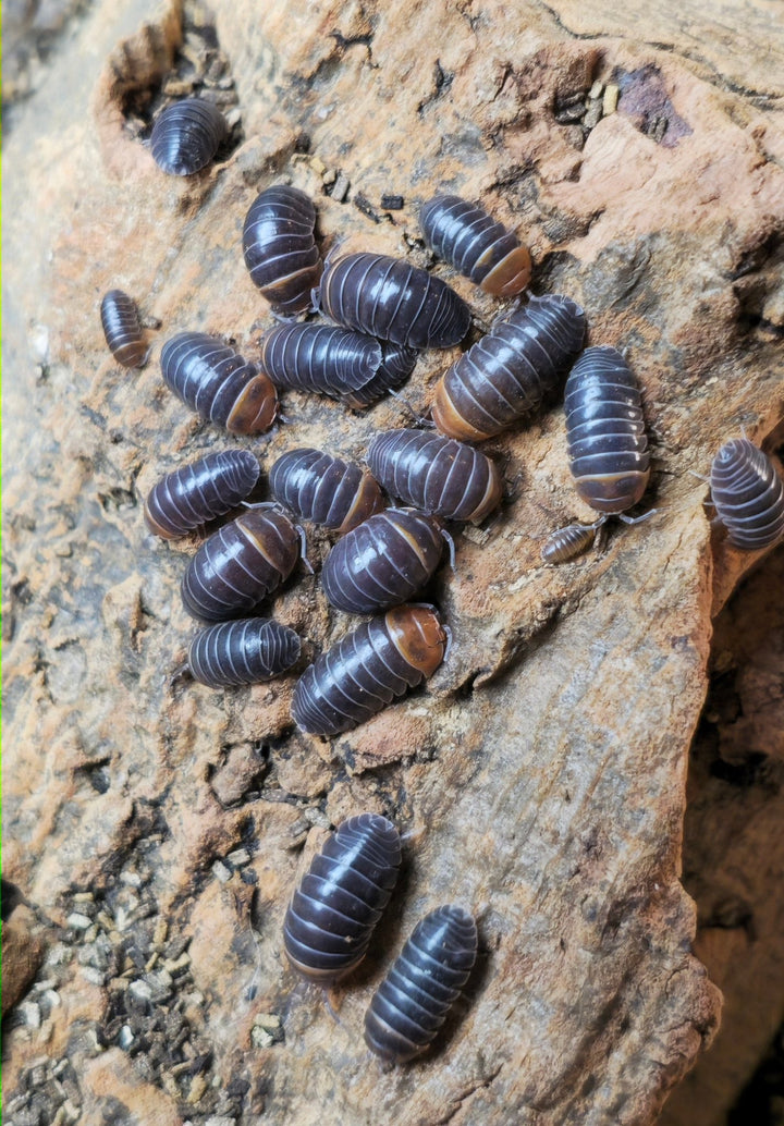 A group of Armadillidium flavoscutatum &