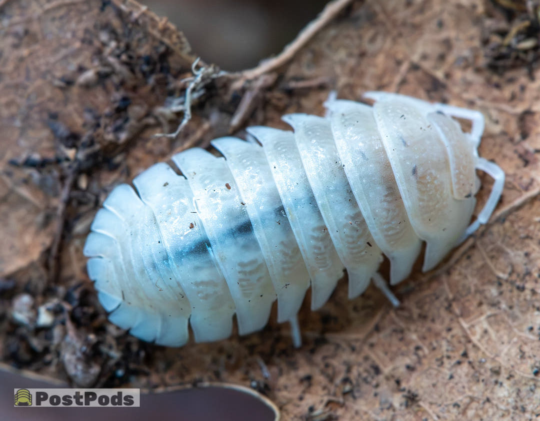Armadillidium Granulatum Citrus Ghost Isopods