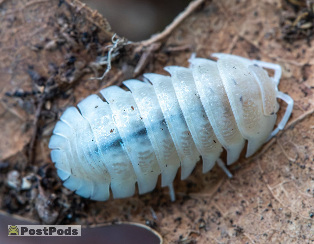 Armadillidium Granulatum Citrus Ghost Isopods