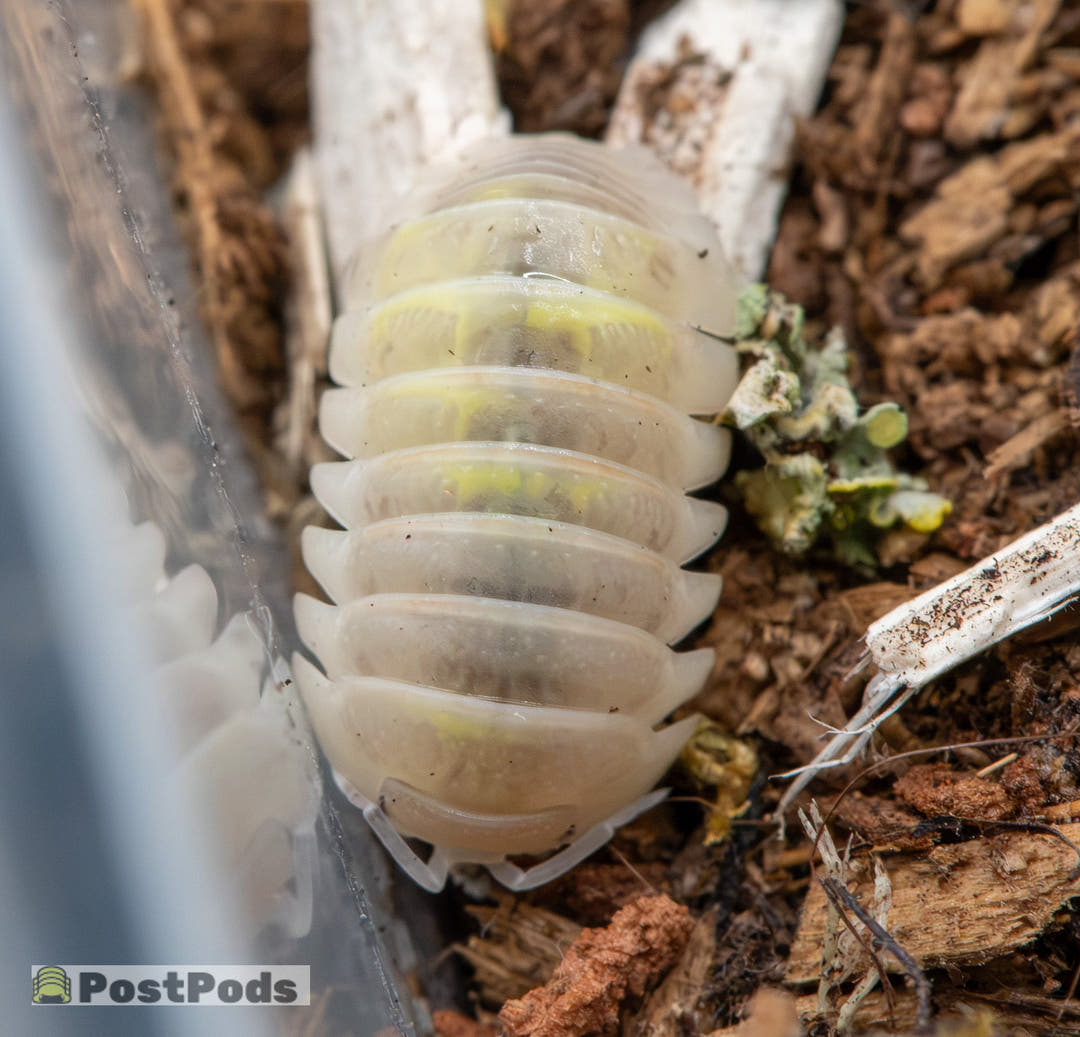 a white isopod with  a little bit of yellowish marbelling with flared sides resting up against a plastic side of the tub with its body mainly on dark brown substrate mixed with wood and leaves