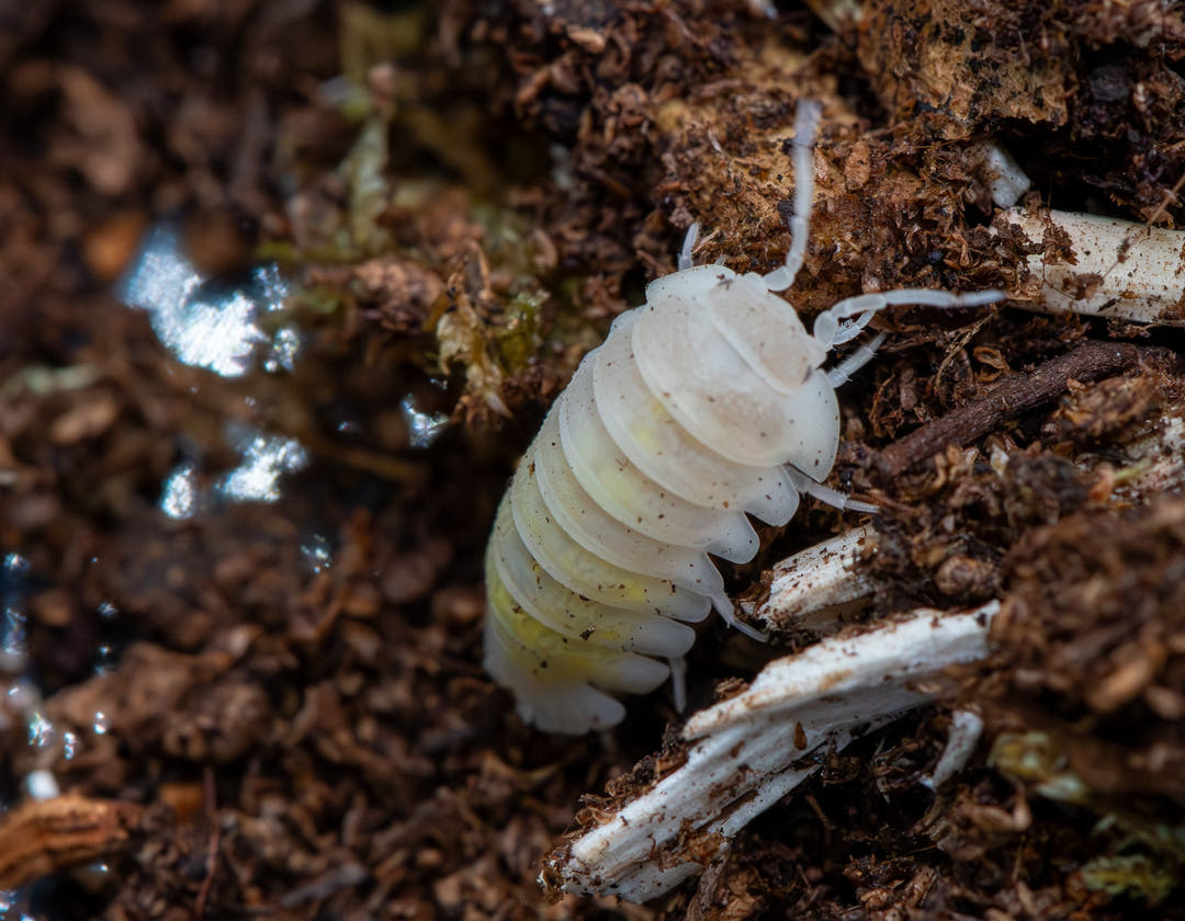 Armadillidium Granulatum Citrus Ghost Isopods