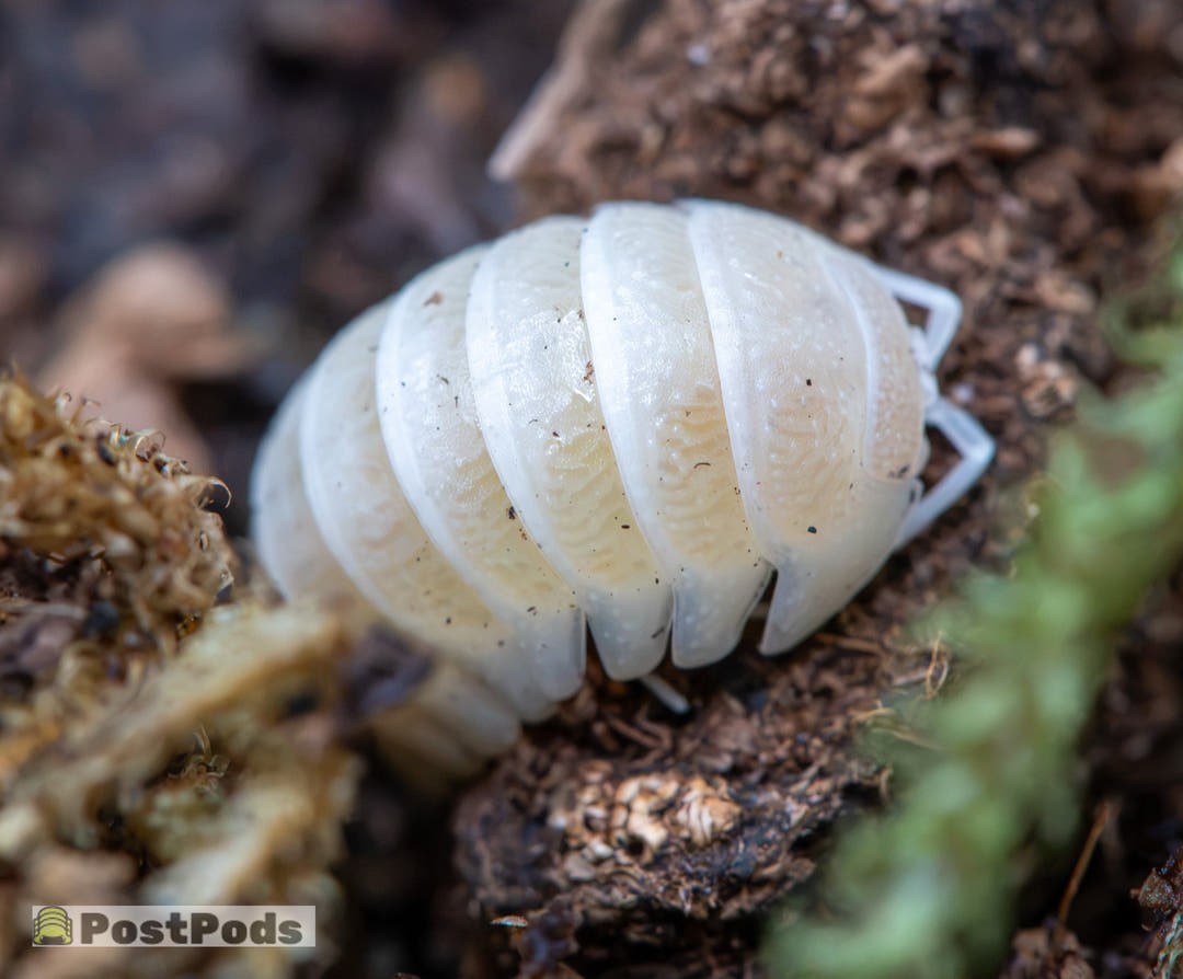 A close-up shot of a live white wood pill showing its segmented, pear-shaped body as it rests on soil and organic mulch.
