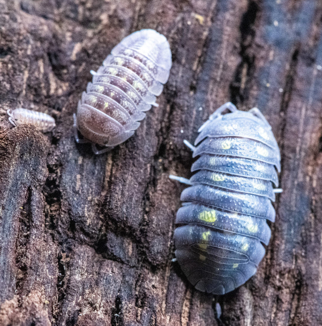 Armadillidium Granulatum Isopods