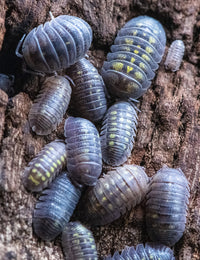 Armadillidium Granulatum Isopods