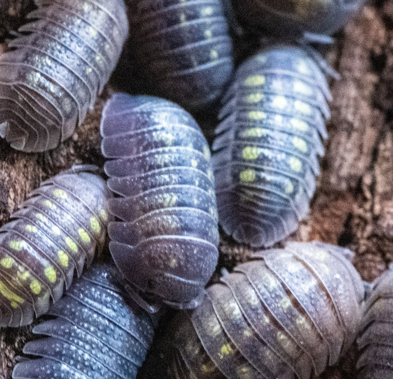 Armadillidium Granulatum Isopods