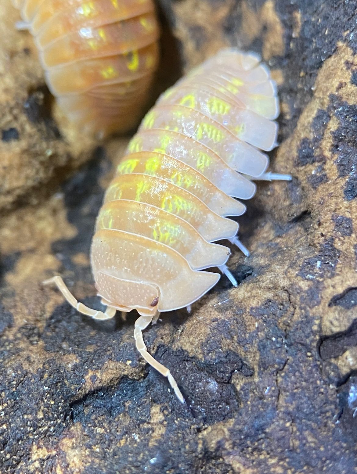 Armadillidium Granulatum Orange Isopods