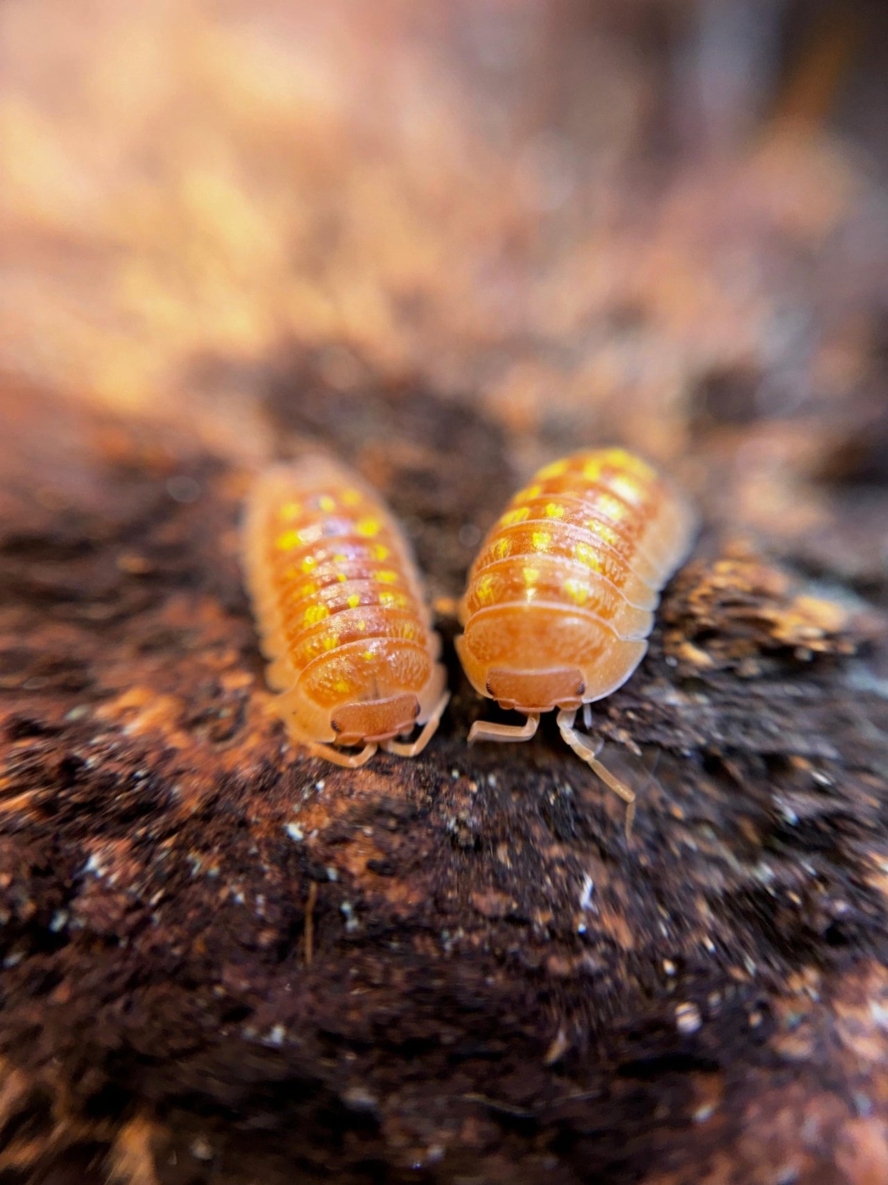 Armadillidium Granulatum Orange Isopods