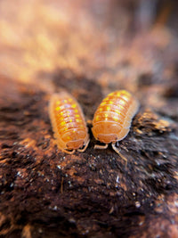 Armadillidium Granulatum Orange Isopods