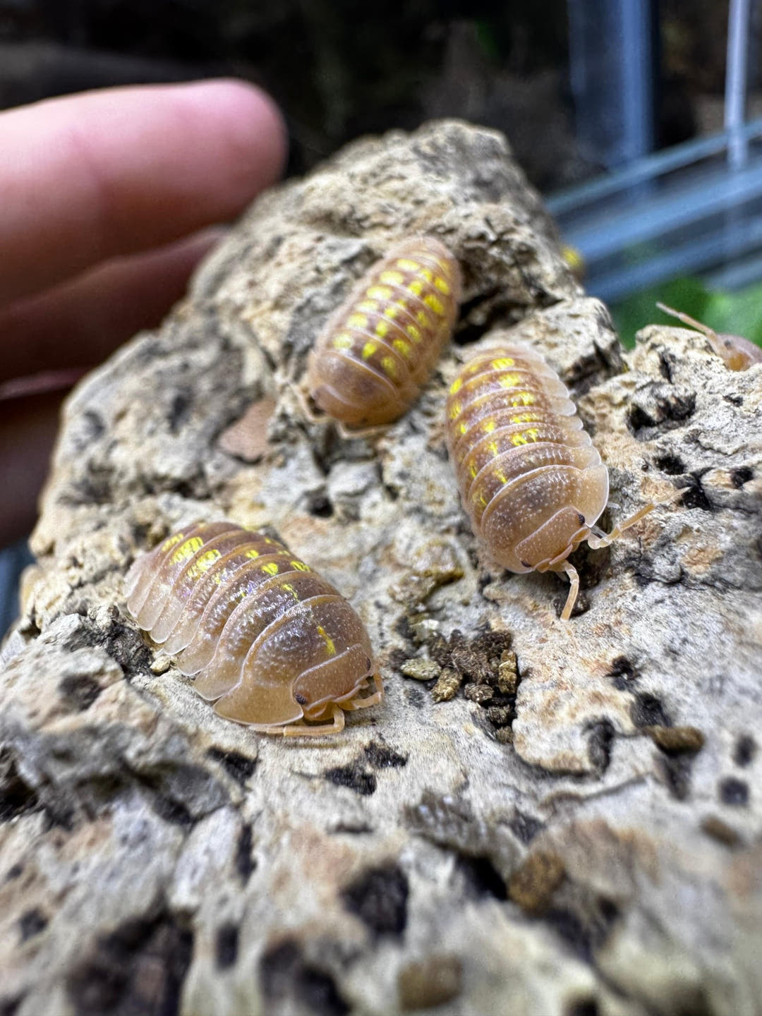 Armadillidium Granulatum Orange Isopods