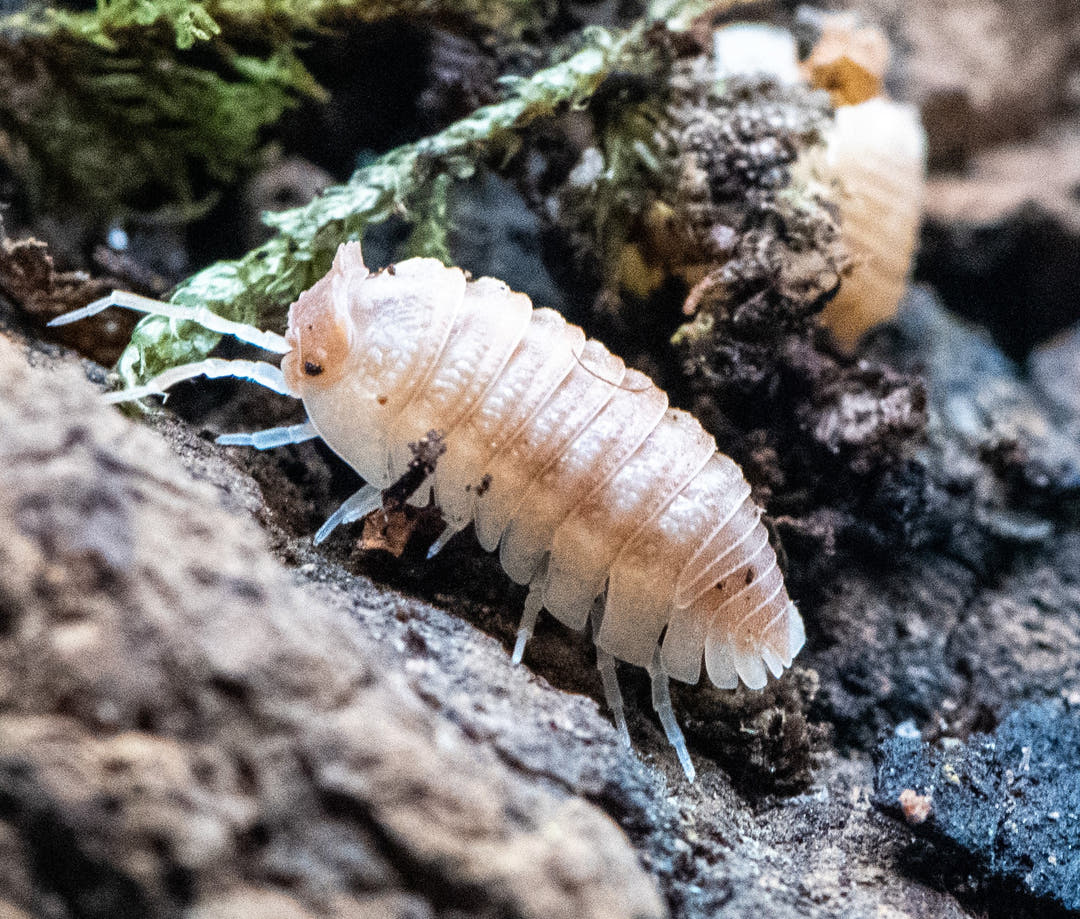 Armadillidium hauseni adult side on against bark, cream plate edges and pale legs