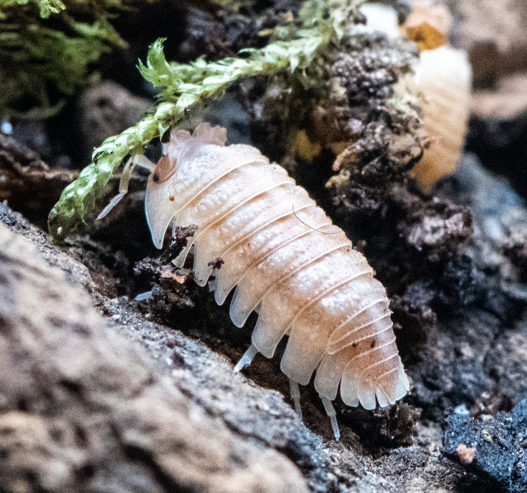 Armadillidium hauseni adult on dark bark beside moss, a paler juvenile behind it