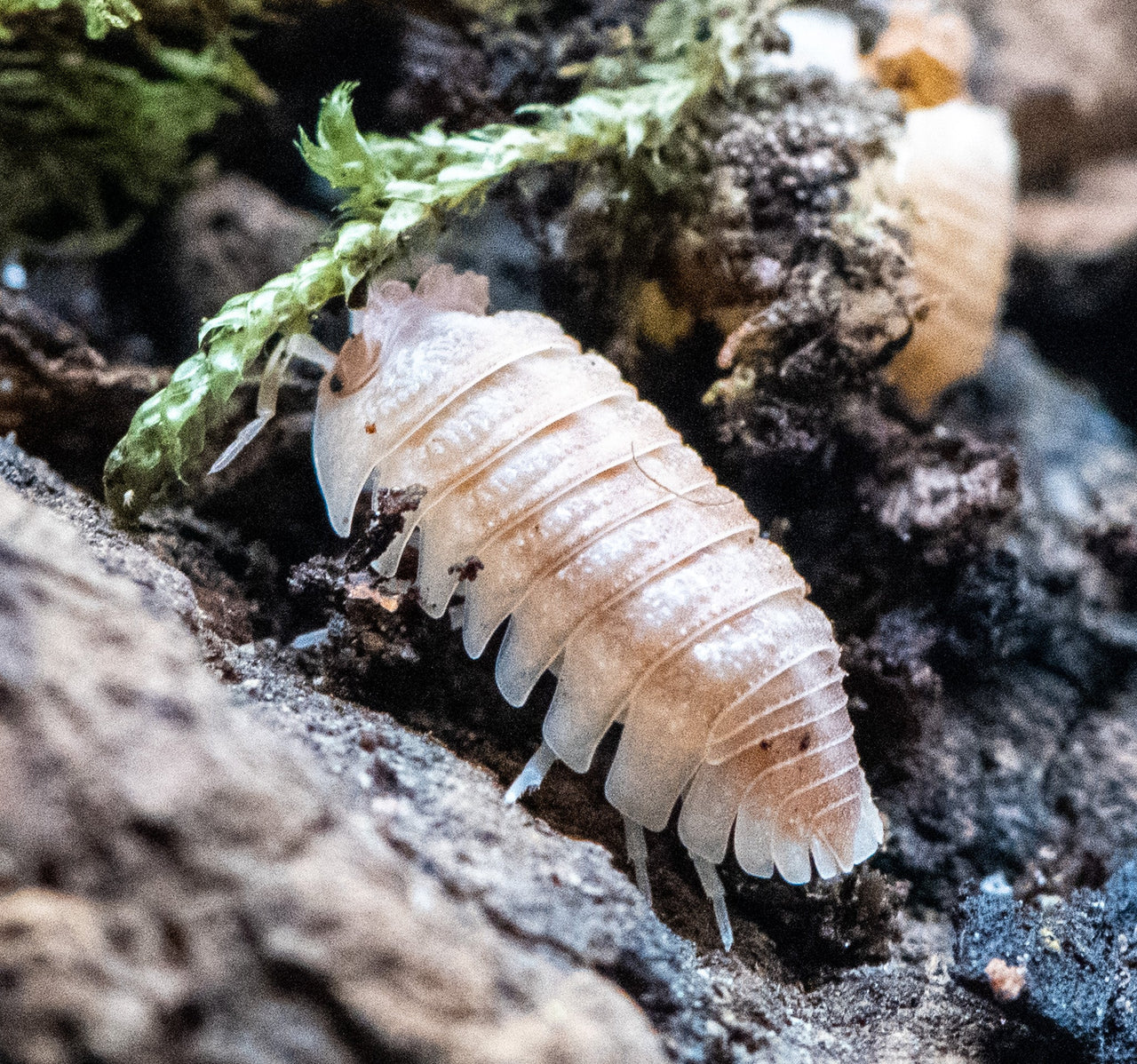 Armadillidium Hauseni Isopods