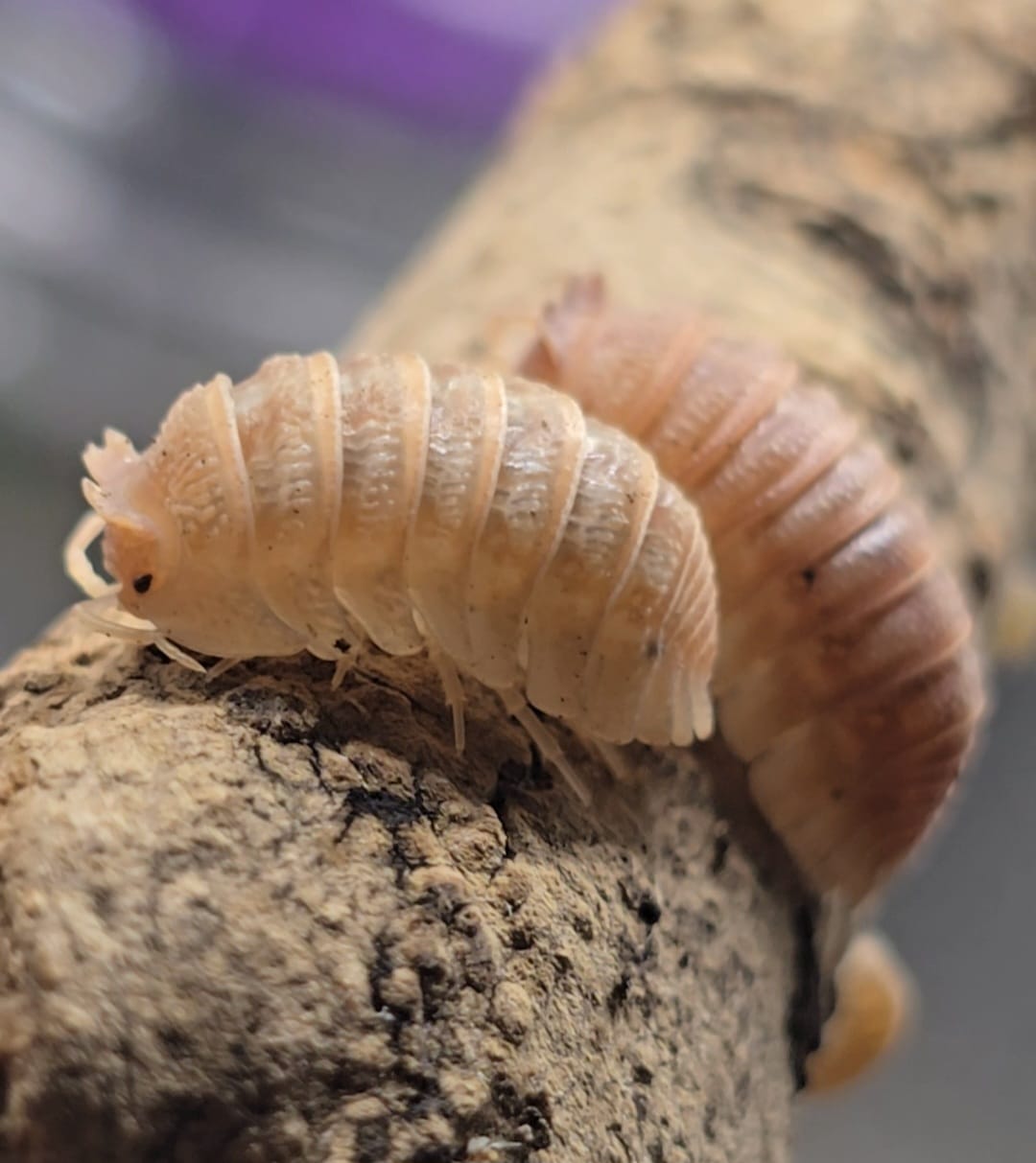 Two Armadillidium hauseni isopods walking along a piece of wood, side on