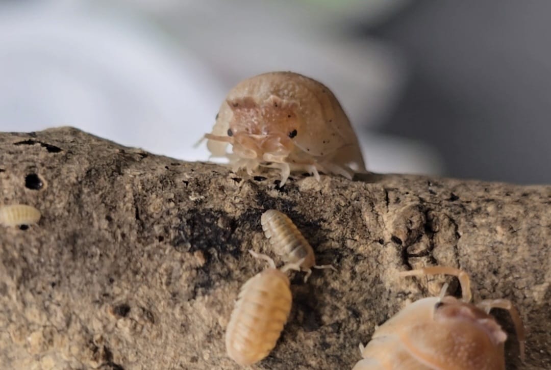 Armadillidium hauseni adult and several small juveniles on a piece of wood