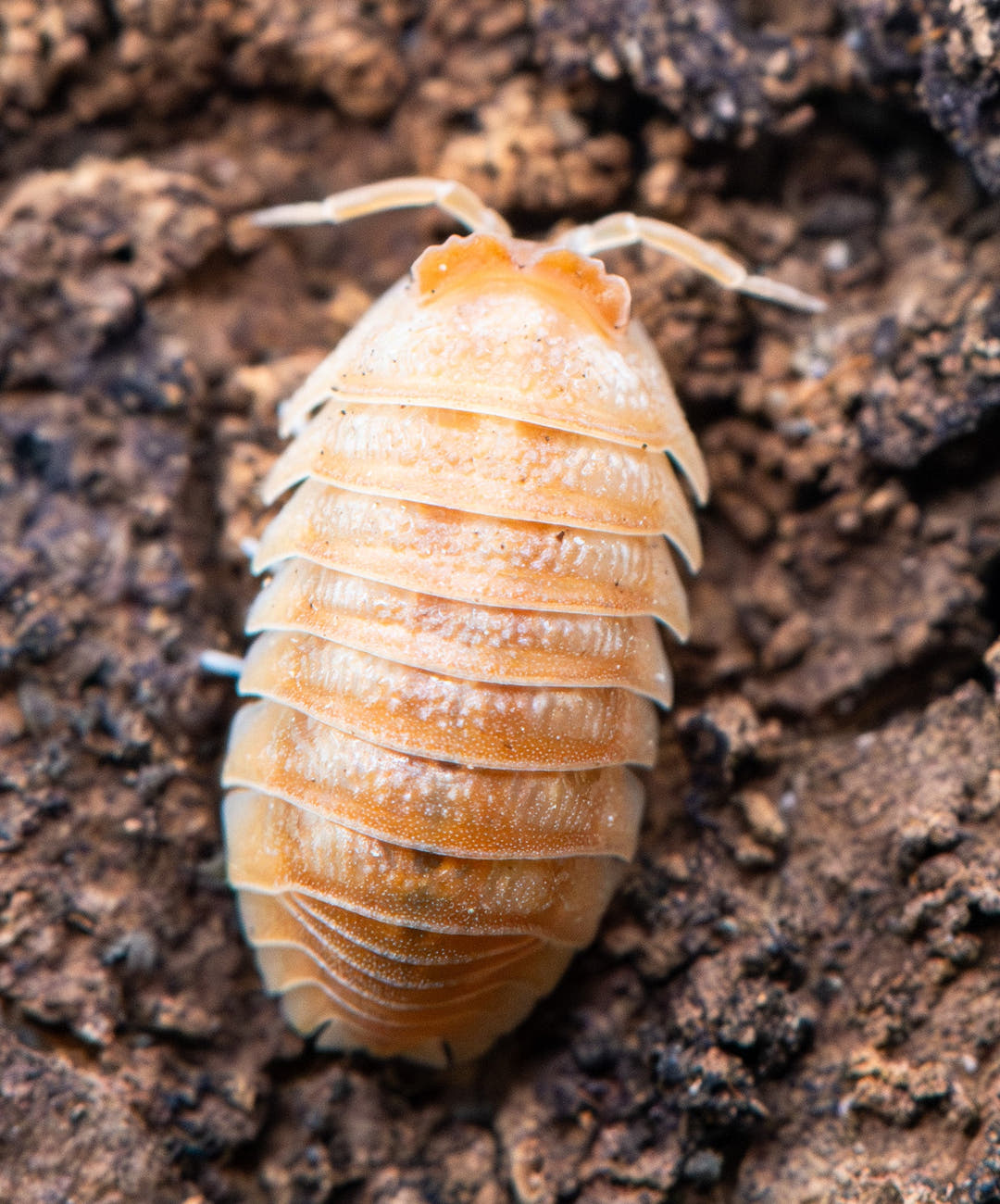 Armadillidium hauseni 'Triceratops' isopod from above on dark bark, pale apricot with a frosted granular finish and the crested head