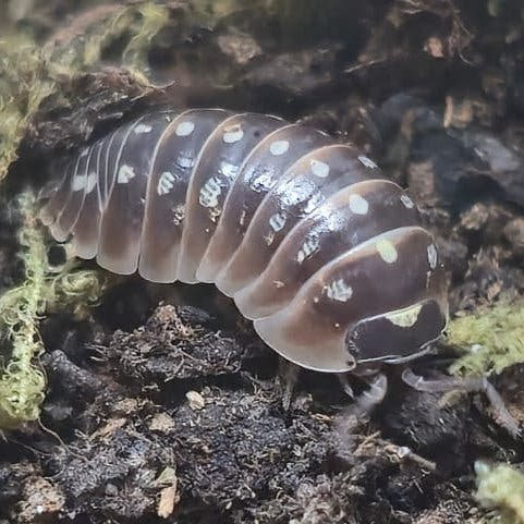 Armadillidium Klugii Giant "Omis" Isopods