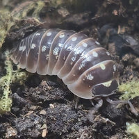Armadillidium Klugii Giant 