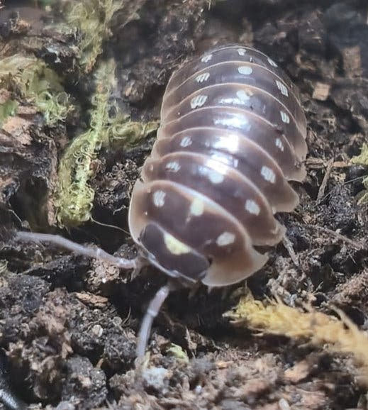 Armadillidium Klugii Giant "Omis" Isopods