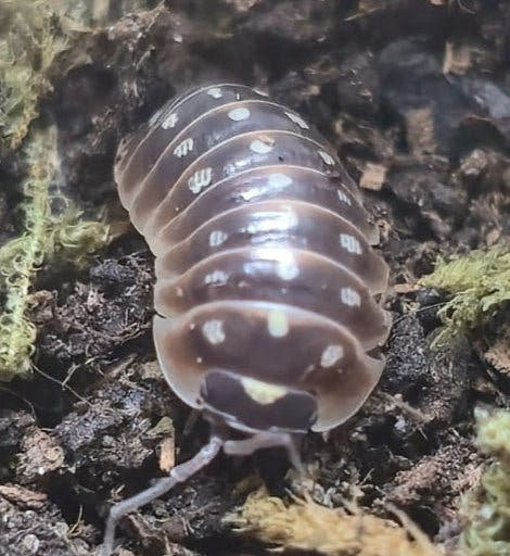 Armadillidium Klugii Giant "Omis" Isopods