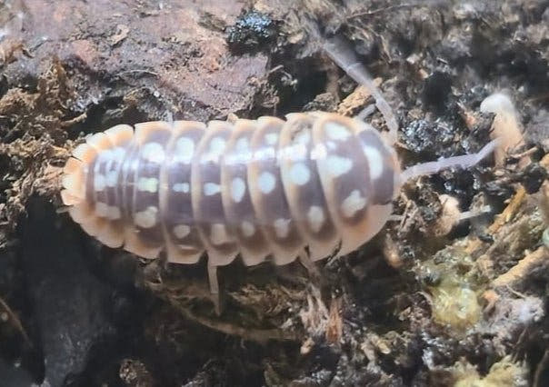Armadillidium Klugii Giant "Omis" Isopods