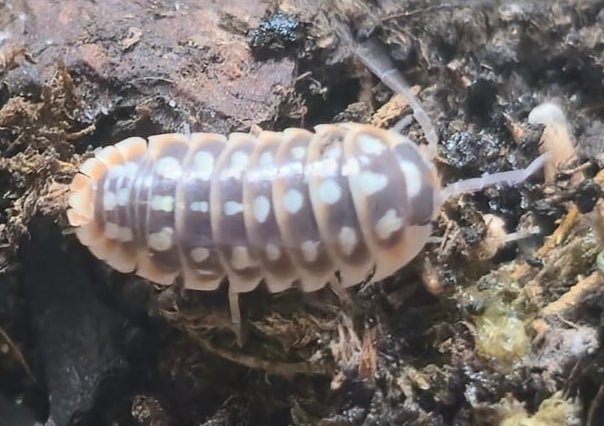 Armadillidium Klugii Giant "Omis" Isopods