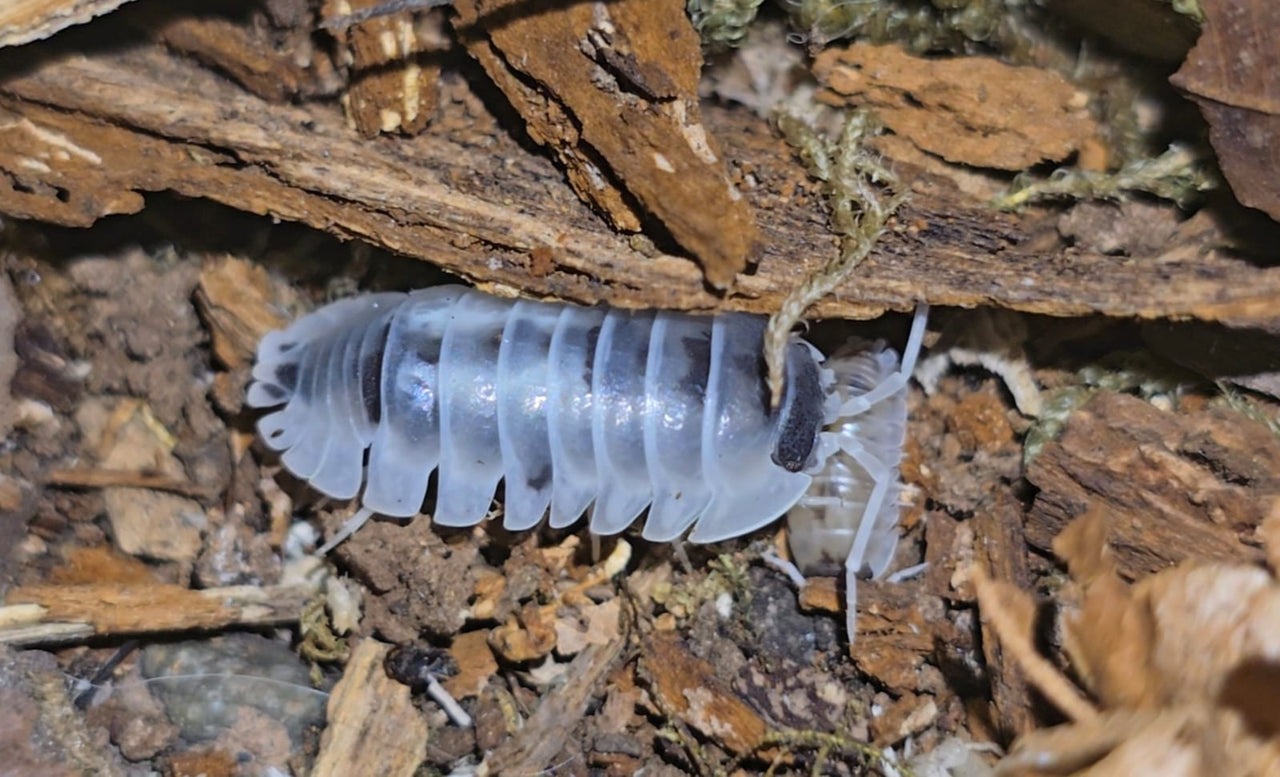 Armadillidium Nasatum Dalmatian Isopods