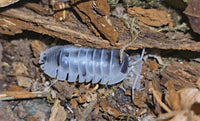 Armadillidium Nasatum Dalmatian Isopods
