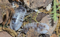 Armadillidium Nasatum Dalmatian Isopods