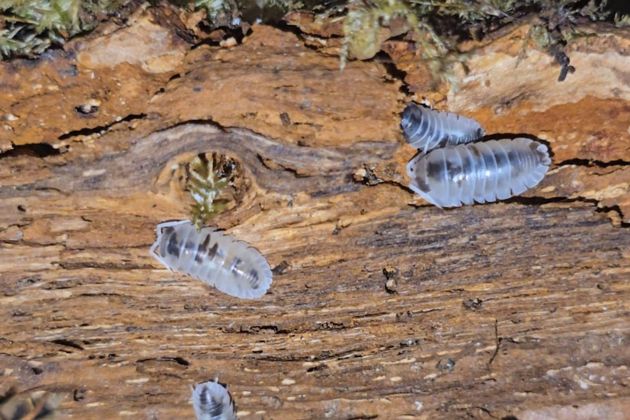 Armadillidium Nasatum Dalmatian Isopods