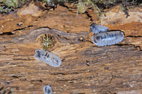 Armadillidium Nasatum Dalmatian Isopods