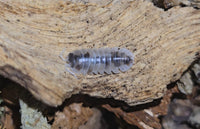 Armadillidium Nasatum Dalmatian Isopods
