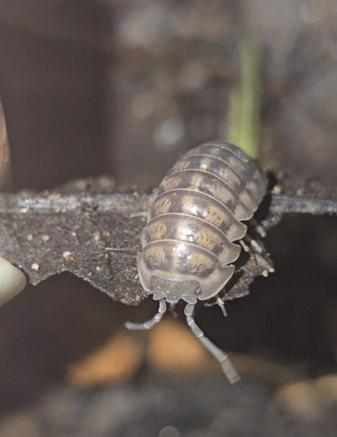 Armadillidium Nasatum Isopods