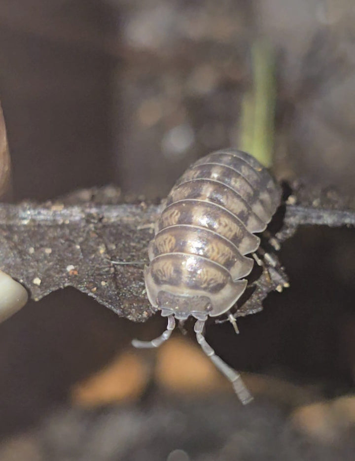 Armadillidium Nasatum Isopods
