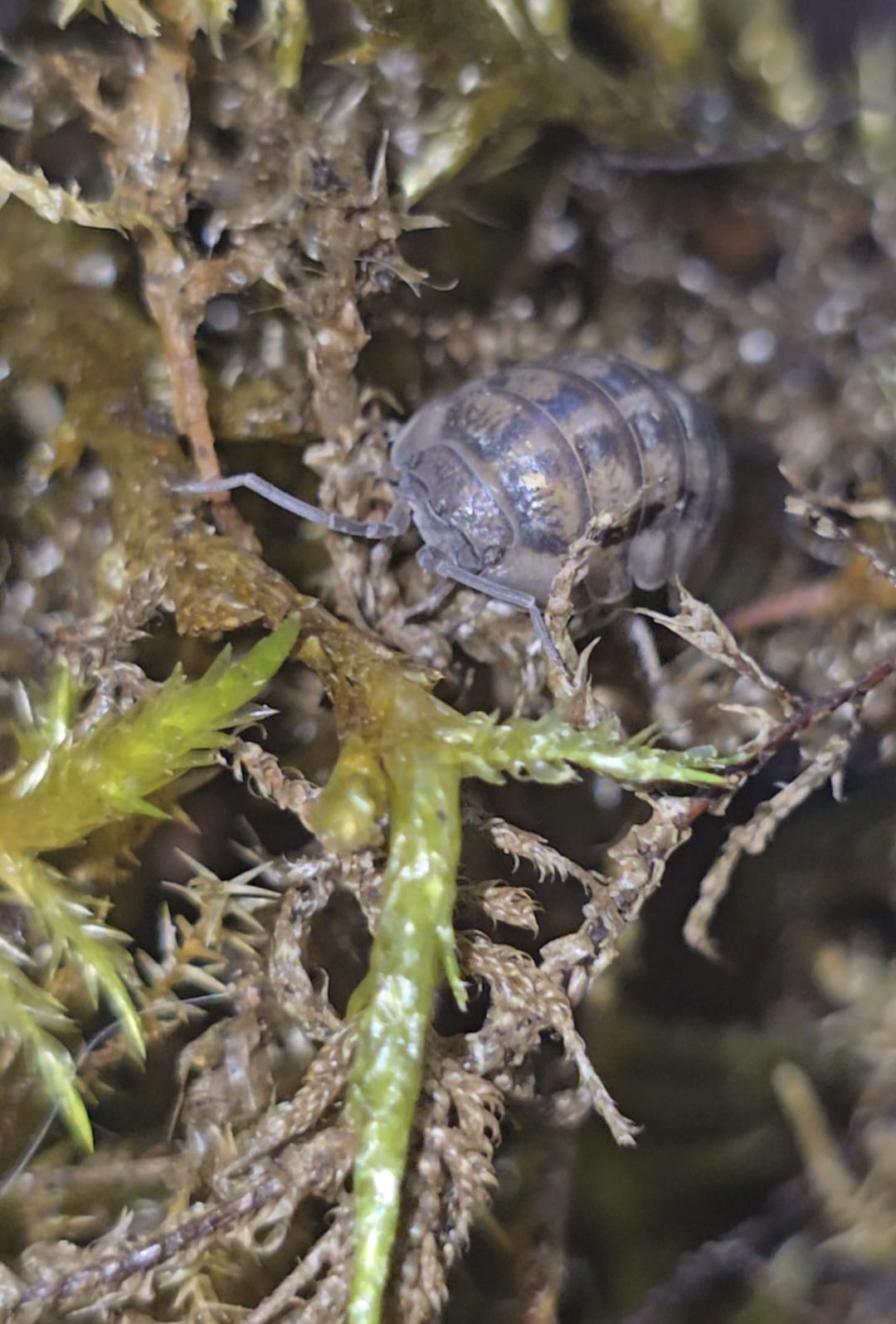 Armadillidium Nasatum Isopods
