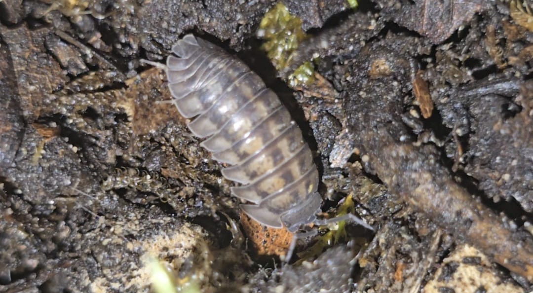 Armadillidium Nasatum Isopods