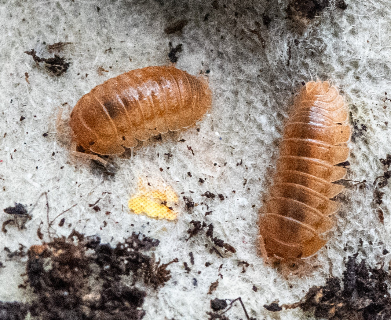 Nasatum Orange Isopods
