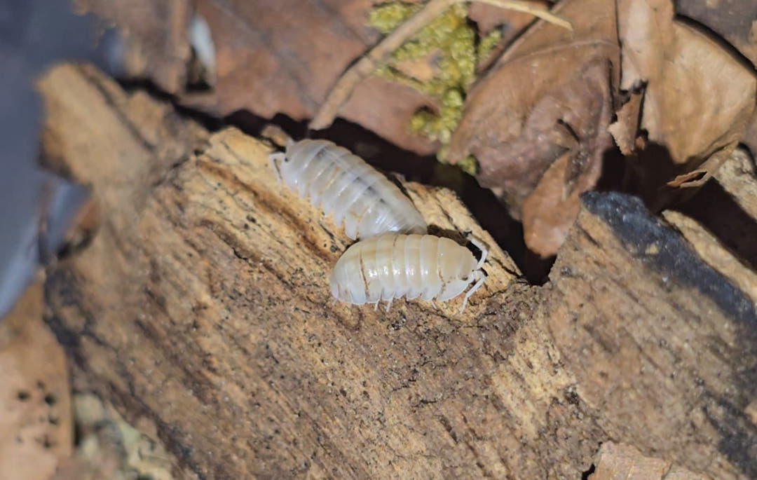 Armadillidium Nasatum White Isopods