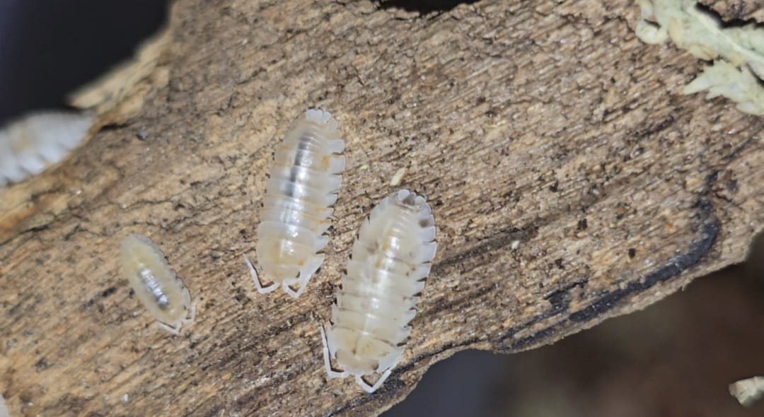 Armadillidium Nasatum White Isopods