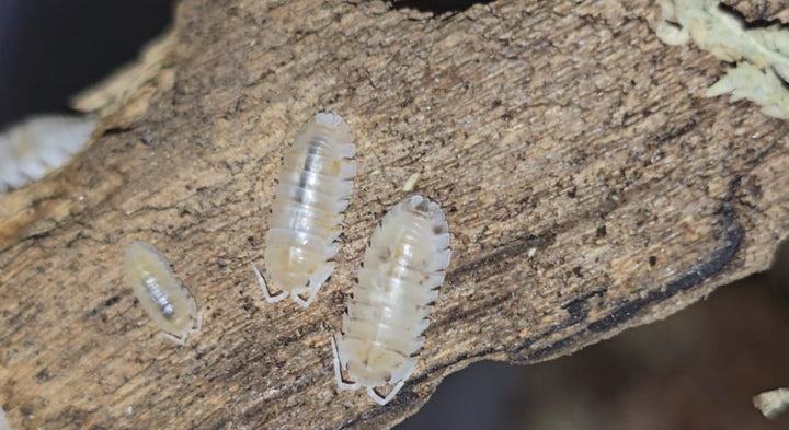 Armadillidium Nasatum White Isopods