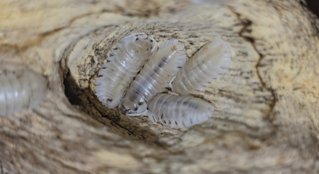 Armadillidium Nasatum White Isopods