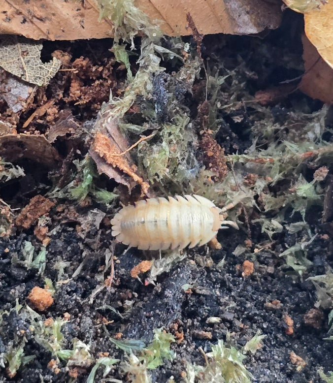 A pale orange Armadillidium pallasii isopod on dark substrate beside moss.