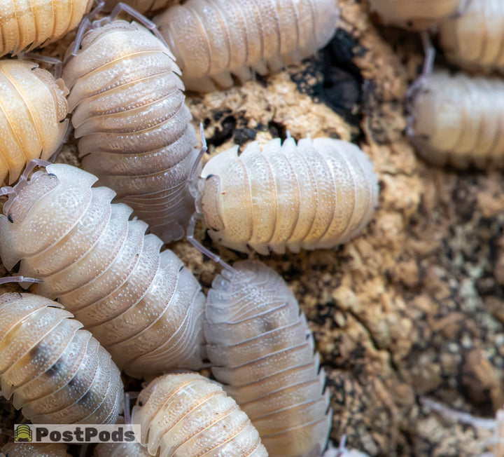 Armadillidium scaberrimum &