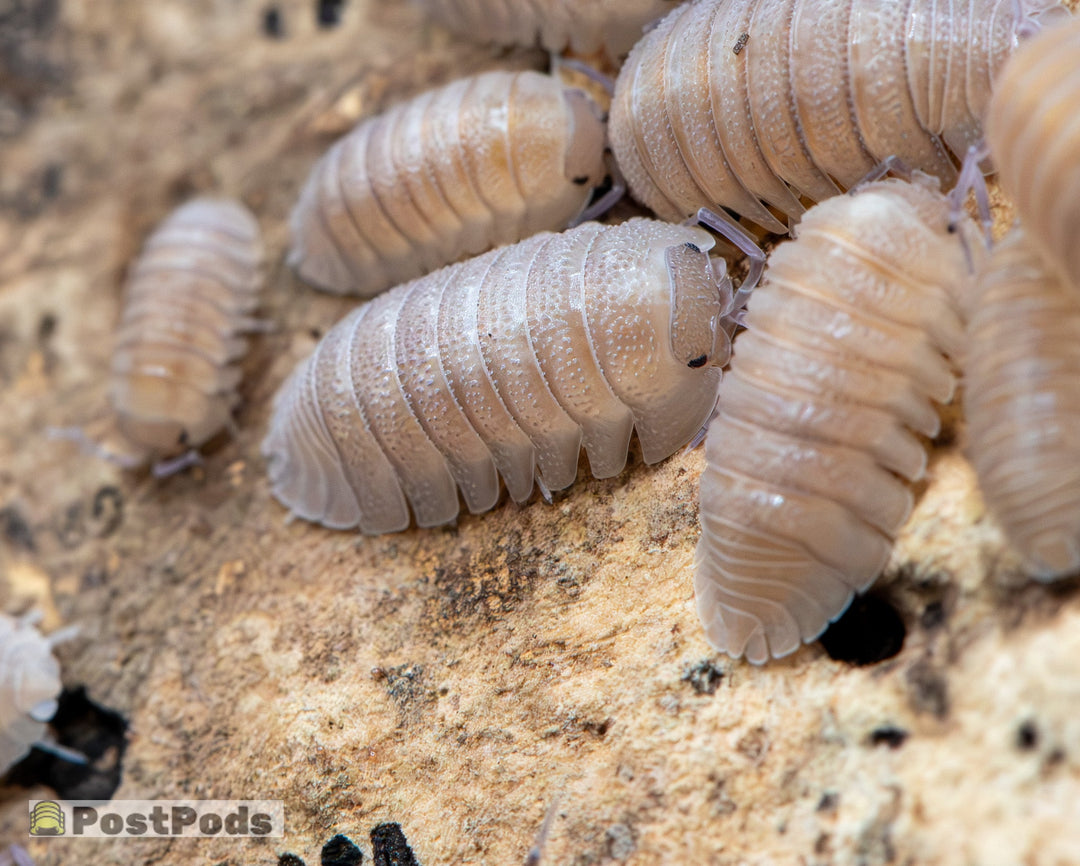 Armadillidium scaberrimum &