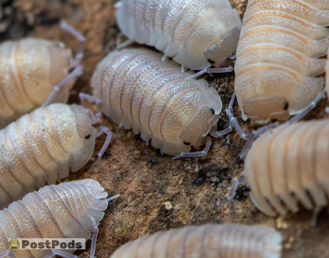 Armadillidium scaberrimum &
