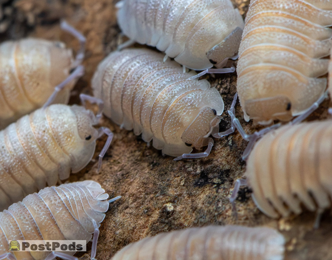 Armadillidium scaberrimum &