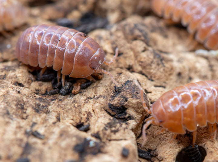 Close-up of several orange and brown isopod woodlice insects on a textured brown surface with dark specks.