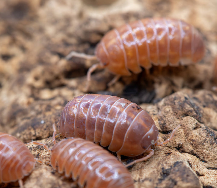Close-up of several orange and brown isopod woodlice insects crawling on rough cork bark.