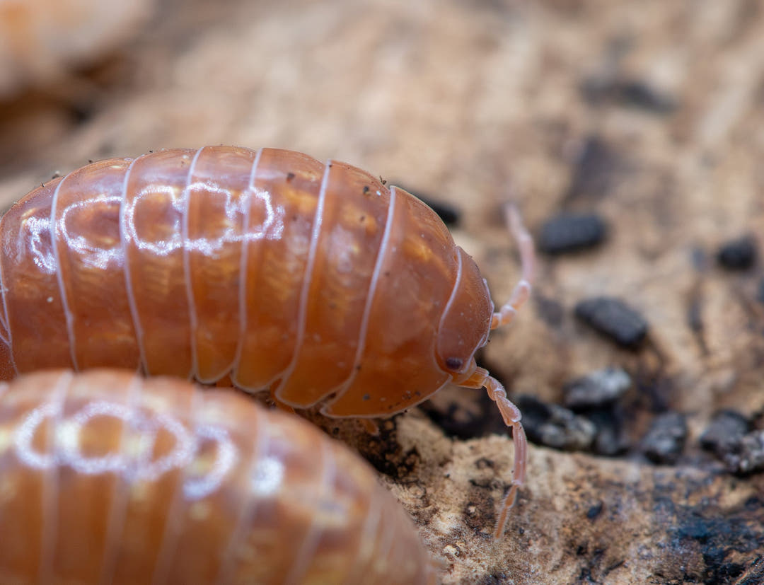A close-up photograph of two brown wood-rolling insects on a sandy, soil-textured surface with small dark pebbles.